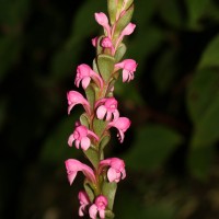 Satyrium nepalense D.Don